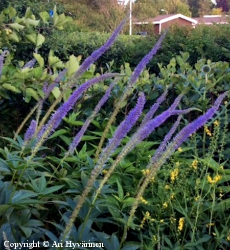Veronicastrum virginicum 'Apollo', virginiantdykk